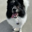 Blaze, Spitz