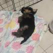Mico, Yorkshire Terrier