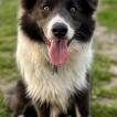 Buddy, Border Collie