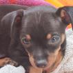 Speedy, Pinscher (Alemán)