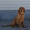 Astro, Golden Retriever