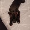 Zack, American Staffordshire Terrier