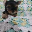Aurora, Yorkshire Terrier
