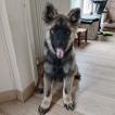 Api, Eurasier