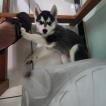 Volk, Husky Siberiano