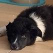 Shiva, Border Collie