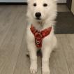 Lumi