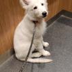 Lumi
