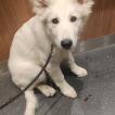 Lumi