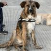 Yízar
