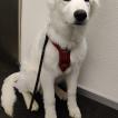 Lumi