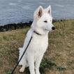 Lumi