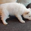 Lumi