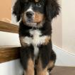 Brady, Bovaro del bernese