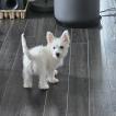 Gaïa, West highland white terrier
