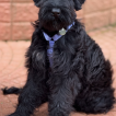 Boris, Schnauzer Géant