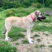 Tara, Kangal
