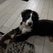 Victor, Bernese Cattle Dogs