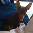 Frederico