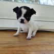 Amy, Chihuahua