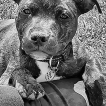 Vibe's, Staffordshire Bull Terrier