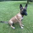 Choupette, Malinois Shepherd Dog
