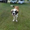 Chunk