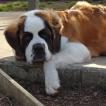 Chunk