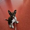 mala, Border Collie