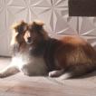 Yuri, Cane da pastore scozzese Shetland
