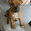 Art'ur King, Staffordshire Bull Terrier