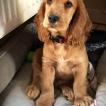 Ozzi, Cocker Spaniel