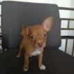 Milán, Pinscher