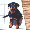 Drako, Rottweiler