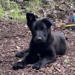 Emmi, German Shepherd Dog