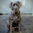 LOBO
