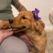 Luna, Golden Retriever