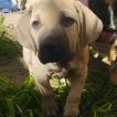 monico, Fila Brasileiro