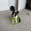 Bisou, Boston Terrier