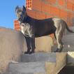 Pandora, Cane Corso