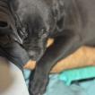 Zayra, Cane Corso