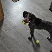 Roxy, Braque Allemand