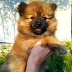 Abby, Spitz