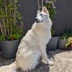 Shiranui, White swiss Shepherd Dog