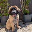 Aslan, Leonberg