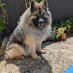 Jitters, Eurasier