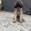 Aslan