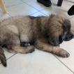 Aslan