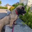 Aslan