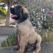 Aslan